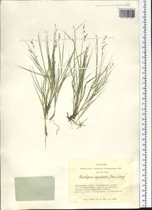 Cleistogenes squarrosa (Trin.) Keng, Siberia, Altai & Sayany Mountains (S2) (Russia)