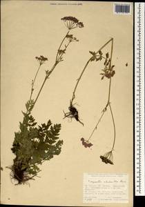 Pimpinella rhodantha Boiss., South Asia, South Asia (Asia outside ex-Soviet states and Mongolia) (ASIA) (Turkey)