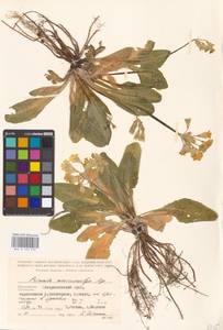 Primula veris subsp. macrocalyx (Bunge) Lüdi, Caucasus, Stavropol Krai, Karachay-Cherkessia & Kabardino-Balkaria (K1b) (Russia)