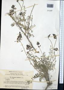 Astragalus kabadianus Lipsky, Middle Asia, Pamir & Pamiro-Alai (M2) (Uzbekistan)
