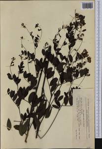 Lathyrus niger (L.)Bernh., Western Europe (EUR) (Romania)