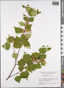 Betula pubescens subsp. pubescens, Eastern Europe, Middle Volga region (E8) (Russia)