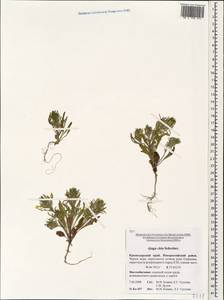 Ajuga chamaepitys subsp. chia (Schreb.) Arcang., Caucasus, Black Sea Shore (from Novorossiysk to Adler) (K3) (Russia)