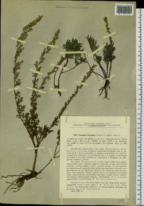 Artemisia freyniana (Pamp.) Krasch., Siberia, Baikal & Transbaikal region (S4) (Russia)