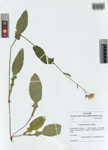 Crepis lyrata (L.) Froel., Siberia, Altai & Sayany Mountains (S2) (Russia)