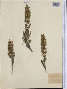 Salvia sclarea L., Western Europe (EUR) (Italy)