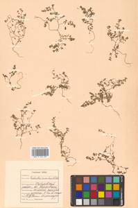 Euphorbia humifusa Willd., Siberia, Russian Far East (S6) (Russia)