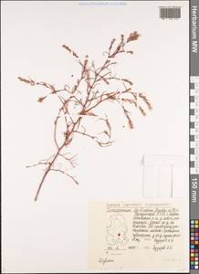 Corispermum declinatum Steph. ex Stev., Eastern Europe, Volga-Kama region (E7) (Russia)