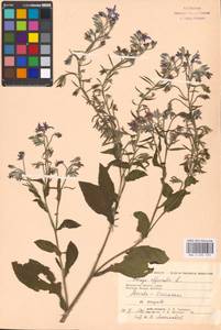 Borago officinalis L., Eastern Europe, Moscow region (E4a) (Russia)