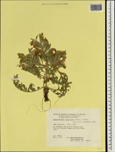 Phlomoides regeliana (Aitch. & Hemsl.) Adylov, Kamelin & Makhm., South Asia, South Asia (Asia outside ex-Soviet states and Mongolia) (ASIA) (Iran)