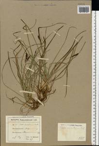 Carex ericetorum Pollich, Eastern Europe, North Ukrainian region (E11) (Ukraine)