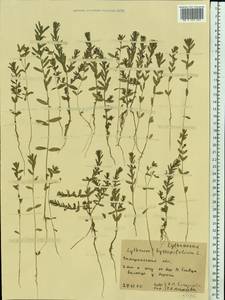 Lythrum hyssopifolia L., Eastern Europe, West Ukrainian region (E13) (Ukraine)