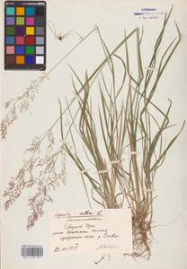 Agrostis gigantea Roth, Eastern Europe, Eastern region (E10) (Russia)
