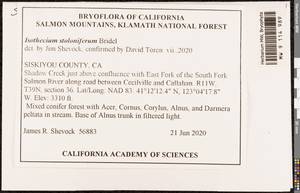 Pseudisothecium stoloniferum (Brid.) Grout, Bryophytes, Bryophytes - America (BAm) (United States)