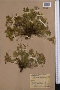 Potentilla humifusa Willd., Middle Asia, Northern & Central Kazakhstan (M10) (Kazakhstan)