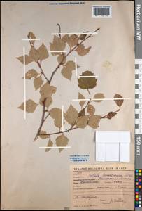 Betula tianschanica Rupr., Middle Asia, Western Tian Shan & Karatau (M3) (Kazakhstan)