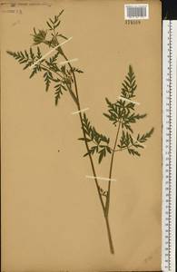 Silphiodaucus prutenicus subsp. prutenicus, Eastern Europe, Central forest-and-steppe region (E6) (Russia)