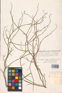 Chondrilla ambigua Fisch. ex Kar. & Kir., Eastern Europe, Lower Volga region (E9) (Russia)