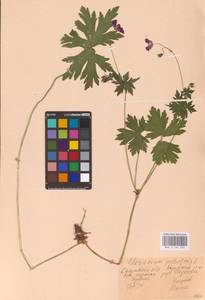 Geranium palustre L., Eastern Europe, Central region (E4) (Russia)