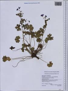 Geranium pyrenaicum Burm. f., Western Europe (EUR) (Germany)