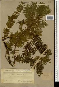 Taxus baccata L., Caucasus, Azerbaijan (K6) (Azerbaijan)