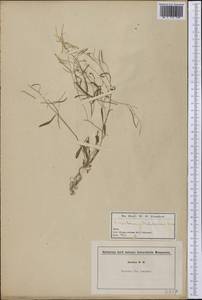 Arabidopsis thaliana (L.) Heynh., America (AMER) (United States)