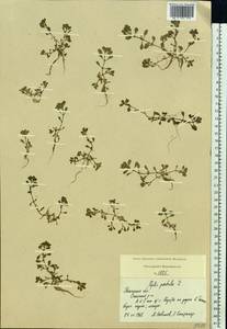 Lythrum portula (L.) D. A. Webb, Eastern Europe, Central region (E4) (Russia)