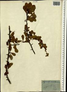 Pyracantha fortuneana (Maxim.) H. L. Li, South Asia, South Asia (Asia outside ex-Soviet states and Mongolia) (ASIA) (Georgia)