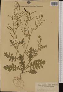 Erucastrum gallicum (Willd.) O.E.Schulz, Western Europe (EUR) (Austria)