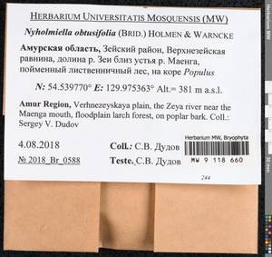 Nyholmiella obtusifolia (Brid.) Holmen & E. Warncke, Bryophytes, Bryophytes - Russian Far East (excl. Chukotka & Kamchatka) (B20) (Russia)