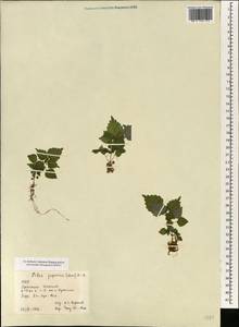 Achudemia japonica Maxim., South Asia, South Asia (Asia outside ex-Soviet states and Mongolia) (ASIA) (China)