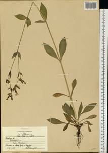 Silene dioica subsp. dioica, Eastern Europe, Moscow region (E4a) (Russia)