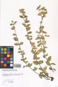 Euonymus fortunei (Turcz.) Hand.-Mazz., Eastern Europe, Moscow region (E4a) (Russia)