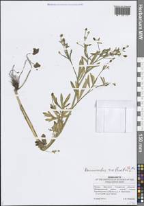Ranunculus sceleratus L., Eastern Europe, Middle Volga region (E8) (Russia)