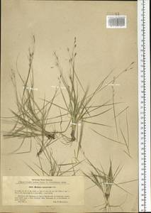 Cleistogenes squarrosa (Trin.) Keng, Siberia, Baikal & Transbaikal region (S4) (Russia)