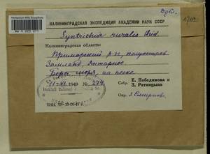 Syntrichia ruralis (Hedw.) F. Weber & D. Mohr, Bryophytes, Bryophytes - Kaliningrad Oblast (B1a) (Russia)