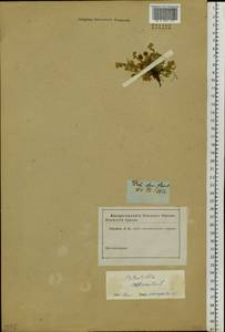 Potentilla acaulis L., Siberia (no precise locality) (S0) (Russia)