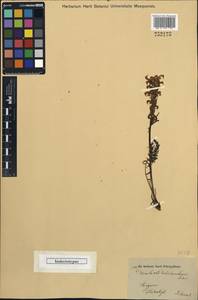 Pedicularis comosa subsp. campestris (Griseb.) Soó, Unclassified