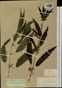 Urtica dioica var. holosericea Fr., Siberia, Altai & Sayany Mountains (S2) (Russia)