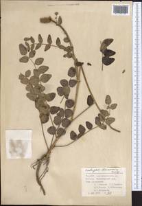 Onobrychis chorassanica Boiss., Middle Asia, Pamir & Pamiro-Alai (M2) (Tajikistan)