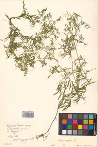 Vicia cracca L., Siberia, Russian Far East (S6) (Russia)