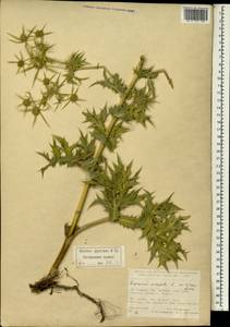 Eryngium campestre L., South Asia, South Asia (Asia outside ex-Soviet states and Mongolia) (ASIA) (Turkey)