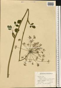 Laserpitium latifolium L., Eastern Europe, North-Western region (E2) (Russia)