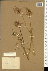 Allium paniculatum L., Caucasus (no precise locality) (K0)