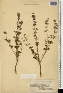 Nepeta meyeri Benth., Caucasus, Azerbaijan (K6) (Azerbaijan)