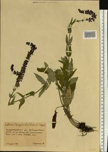 Salvia nemorosa subsp. pseudosylvestris (Stapf) Bornm., Eastern Europe, South Ukrainian region (E12) (Ukraine)
