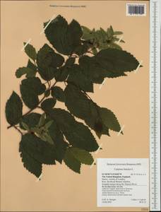 Carpinus betulus L., Western Europe (EUR) (United Kingdom)
