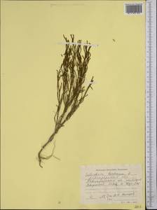 Salicornia europaea L., Middle Asia, Northern & Central Kazakhstan (M10) (Kazakhstan)
