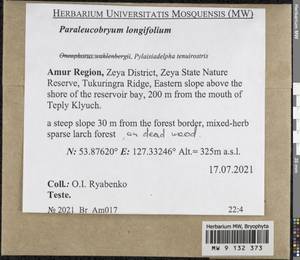 Paraleucobryum longifolium (Ehrh. ex Hedw.) Péterfi, Bryophytes, Bryophytes - Russian Far East (excl. Chukotka & Kamchatka) (B20) (Russia)