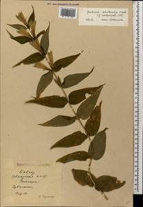 Gentiana asclepiadea L., Caucasus, Abkhazia (K4a) (Abkhazia)